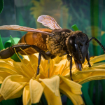 Arataki Honey Bee