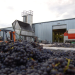 Grapes for processing