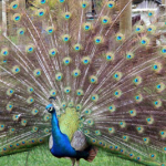 Beautiful Peacock 